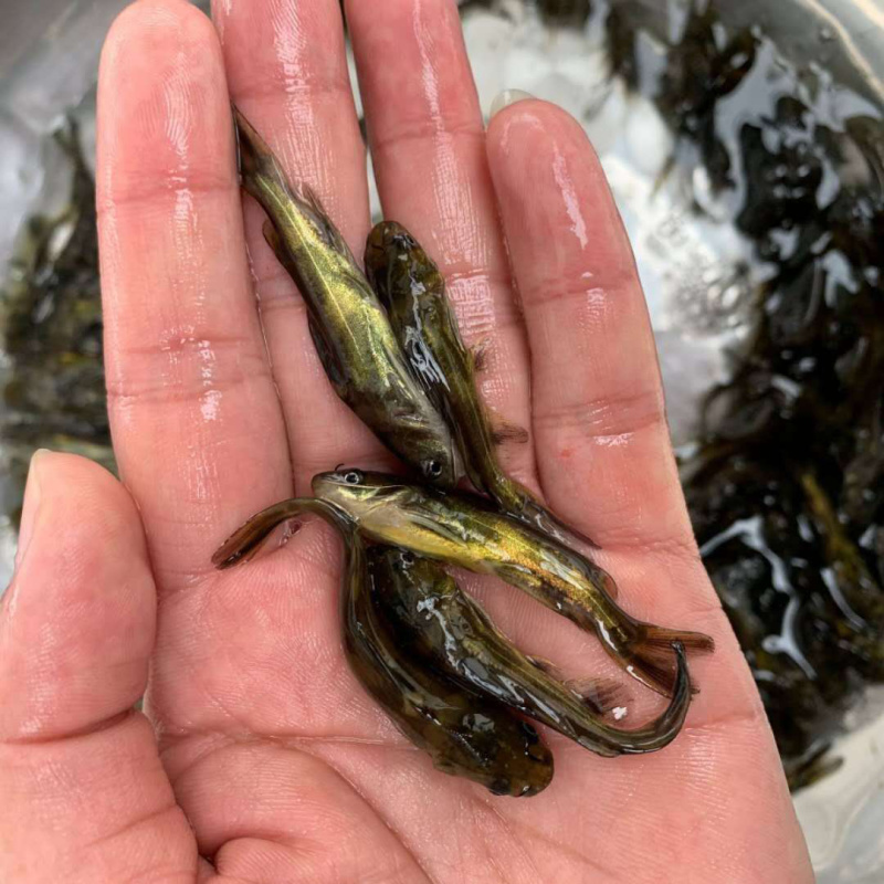 杂交黄骨鱼单性全雄黄颡鱼苗黄辣丁鱼苗+自孵水花
