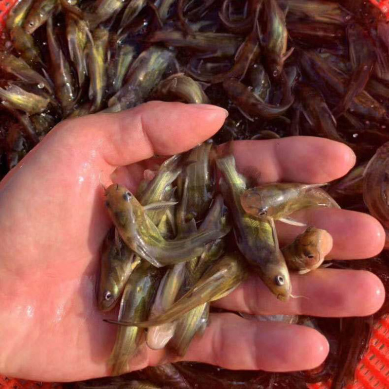 黄骨鱼杂交黄颡鱼苗单性全雄黄辣丁鱼苗+自孵水花