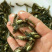 黄骨鱼杂交黄颡鱼苗单性全雄黄辣丁鱼苗+自孵水花
