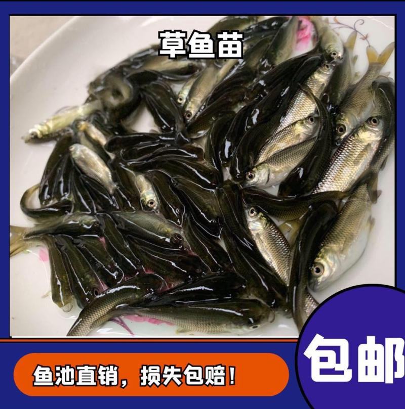 草鱼苗长期出售各类鱼苗淡水养殖云贵川送货上门诚信经营