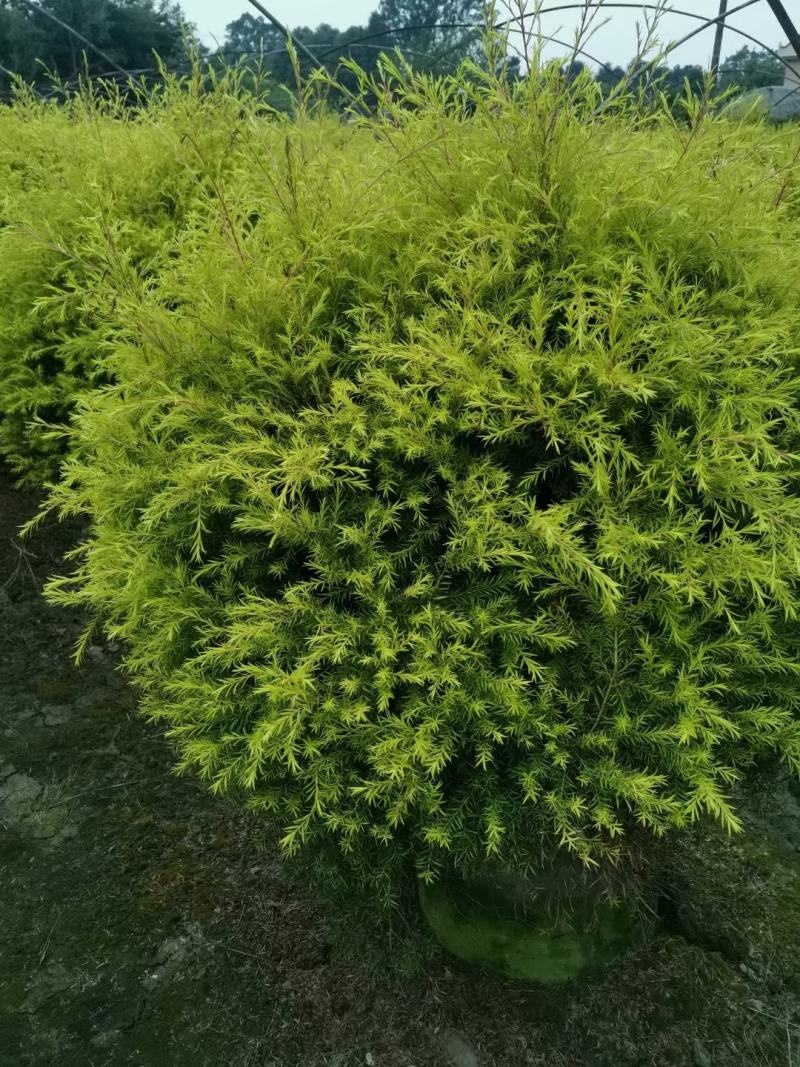 苗圃直供精品千层金球，量大从优，规格齐全