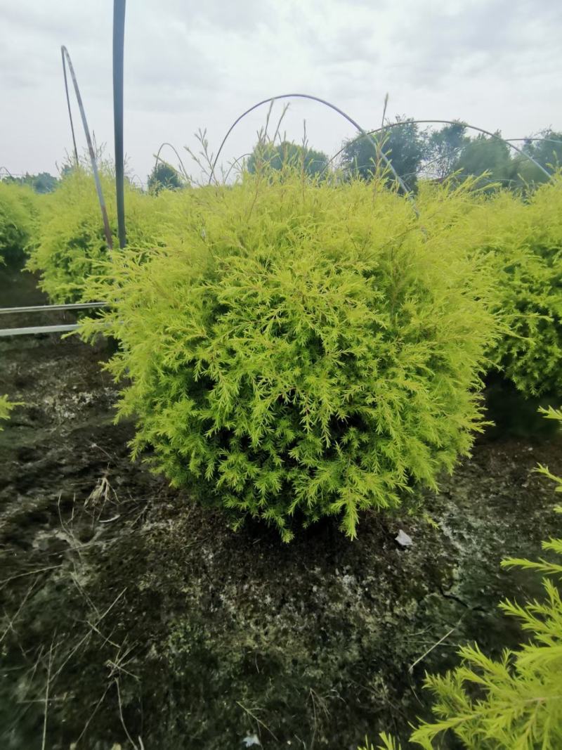 苗圃直供精品千层金球，量大从优，规格齐全
