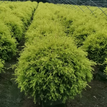 苗圃直供精品千层金球，量大从优，规格齐全