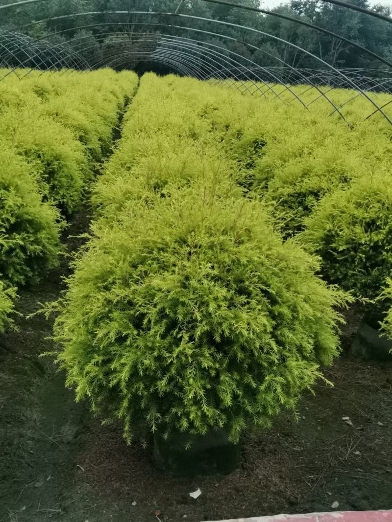苗圃直供精品千层金球，量大从优，规格齐全