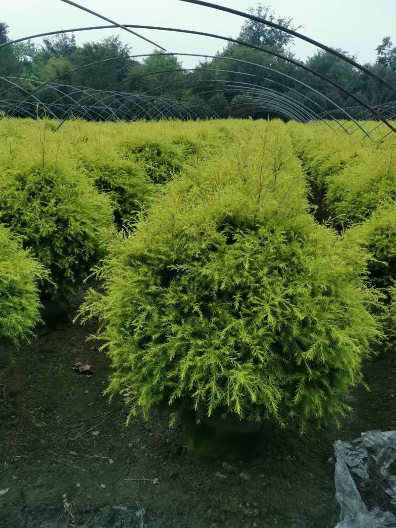 苗圃直供精品千层金球，量大从优，规格齐全