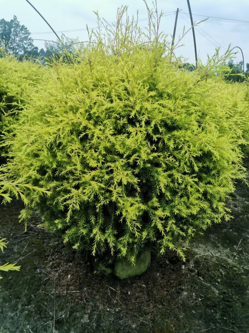 苗圃直供精品千层金球，量大从优，规格齐全