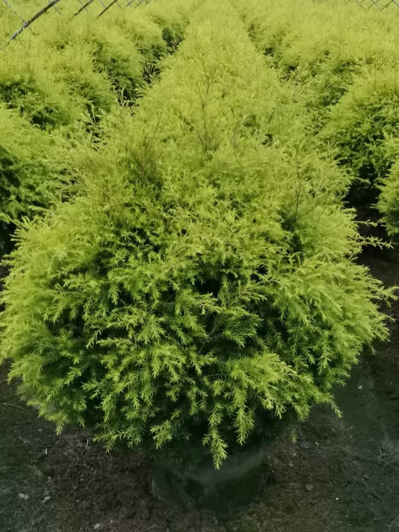 苗圃直供精品千层金球，量大从优，规格齐全
