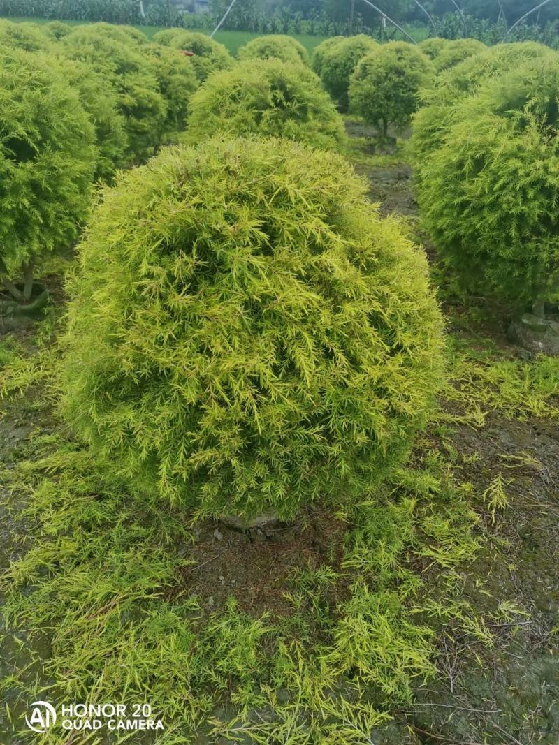 苗圃直供精品千层金球，量大从优，规格齐全