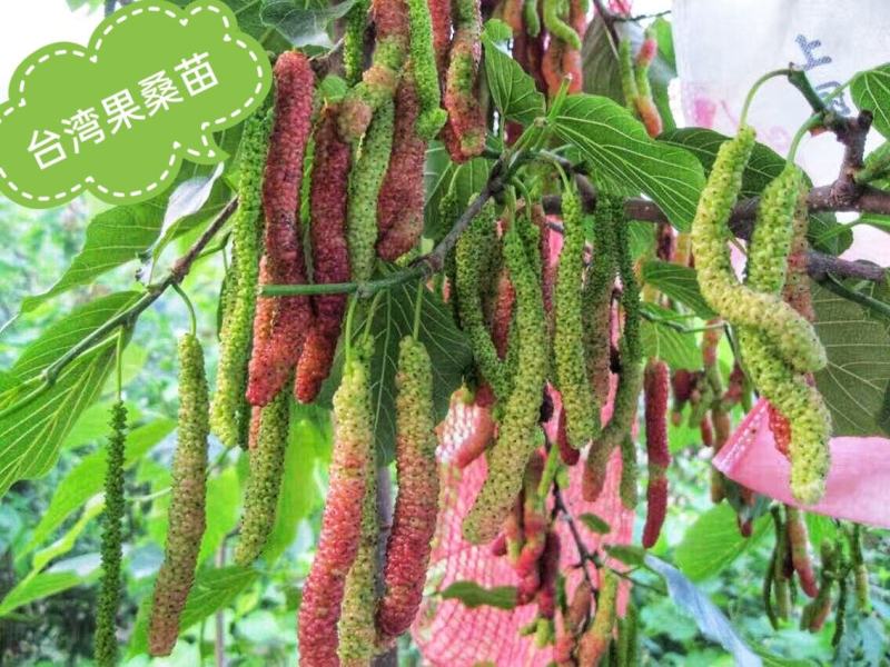 桑果树苗，台湾长果桑苗，紫桑一号，无籽基地直发保活保质量