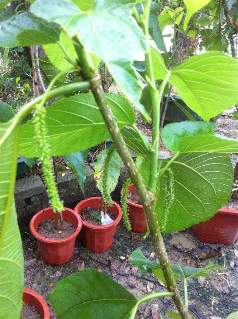 桑果树苗，台湾长果桑苗，紫桑一号，无籽基地直发保活保质量