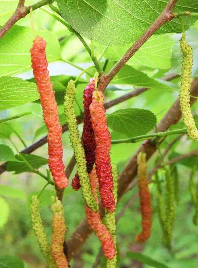 桑果树苗，台湾长果桑苗，紫桑一号，无籽基地直发保活保质量