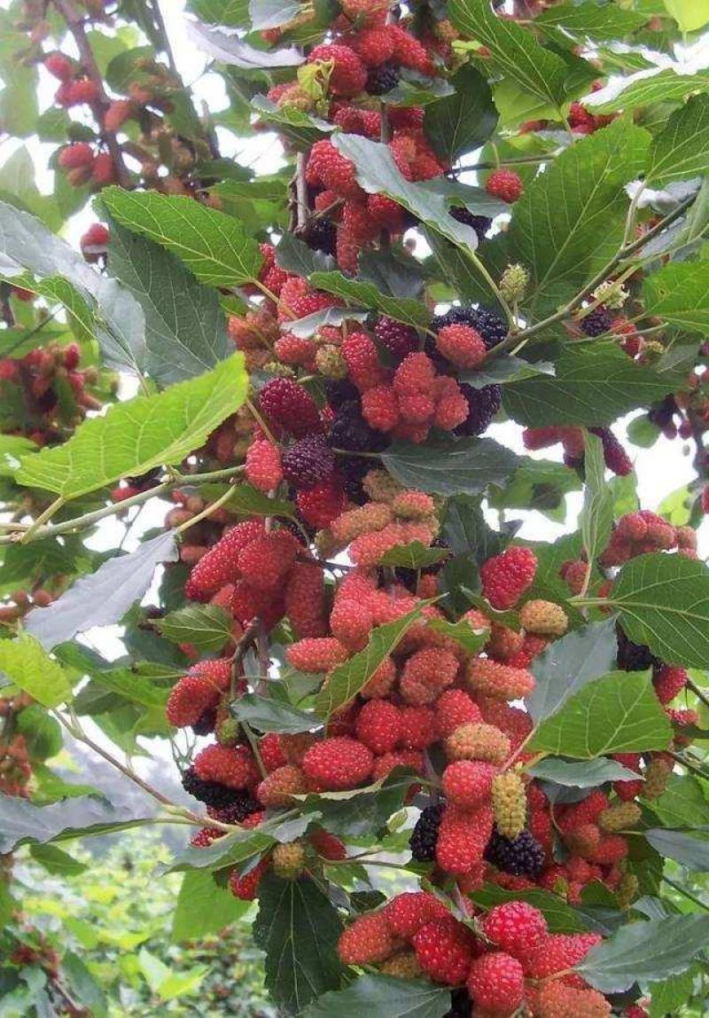 桑果树苗，台湾长果桑苗，紫桑一号，无籽基地直发保活保质量