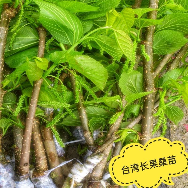 桑果树苗，台湾长果桑苗，紫桑一号，无籽基地直发保活保质量