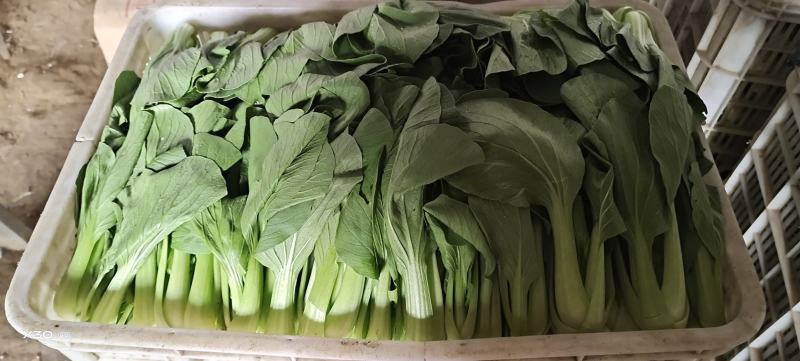山东聊城优质货源，青菜，上海青质量优，上货量大