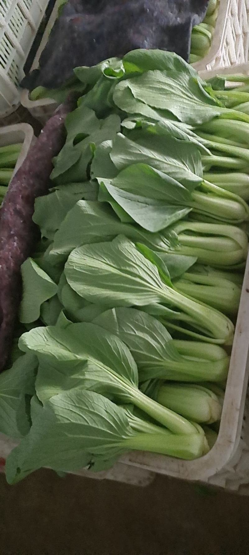 山东聊城优质货源，青菜，上海青质量优，上货量大