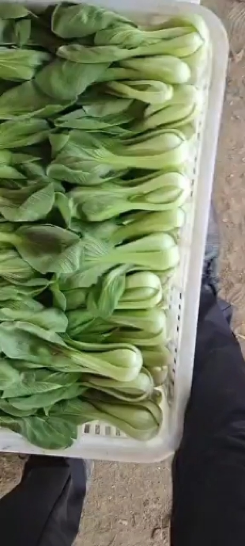 山东聊城优质货源，青菜，上海青质量优，上货量大