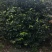 四川成都温江产地直销各规格茶花，量大从优，欢迎选购