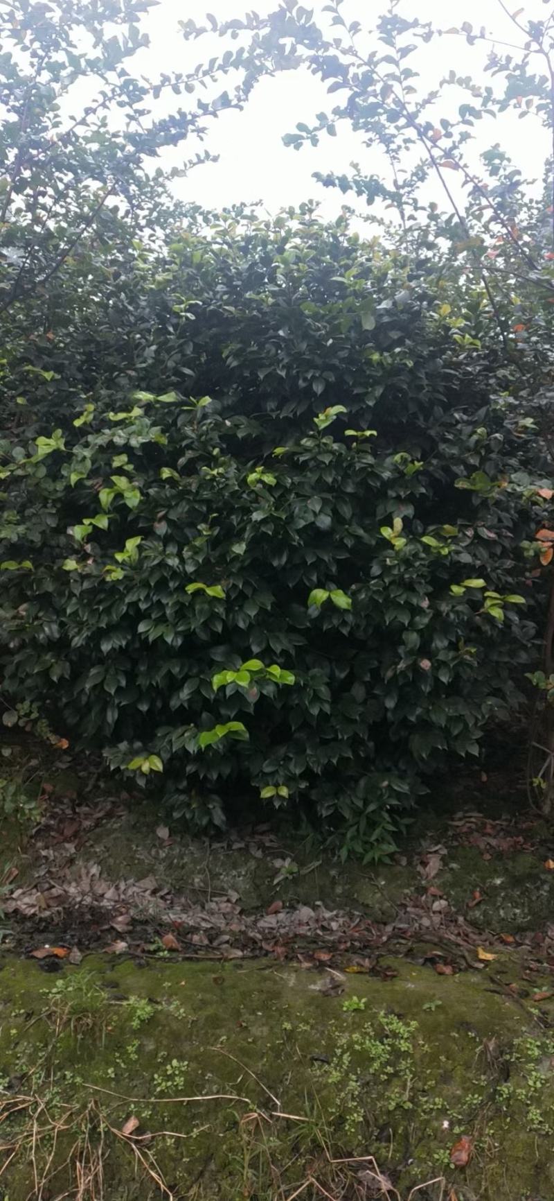 四川成都温江产地直销各规格茶花，量大从优，欢迎选购