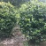 四川成都温江产地直销各规格茶花，量大从优，欢迎选购