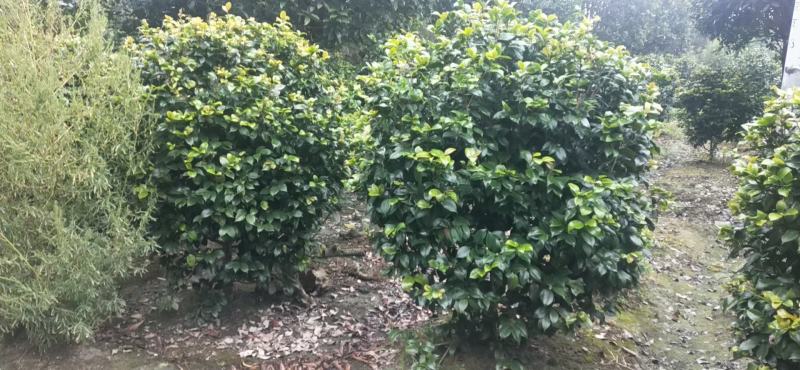 四川成都温江产地直销各规格茶花，量大从优，欢迎选购