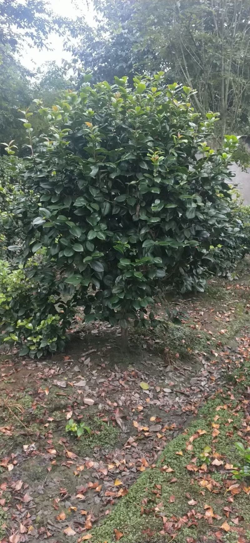 四川成都温江产地直销各规格茶花，量大从优，欢迎选购