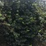 四川成都温江产地直销各规格茶花，量大从优，欢迎选购