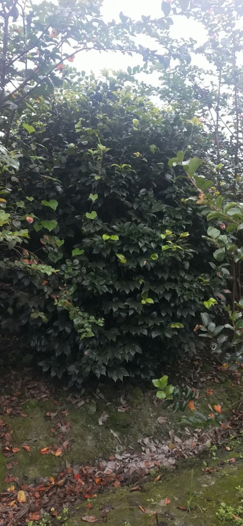 四川成都温江产地直销各规格茶花，量大从优，欢迎选购