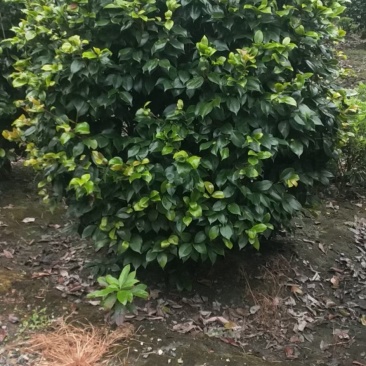 四川成都温江产地直销各规格茶花，量大从优，欢迎选购