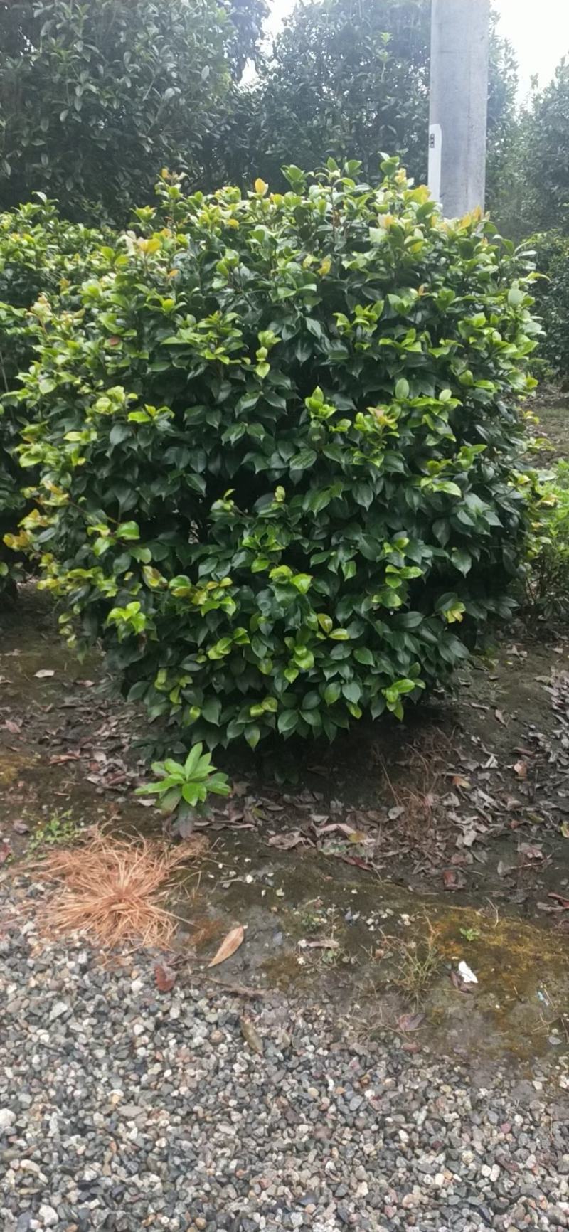四川成都温江产地直销各规格茶花，量大从优，欢迎选购