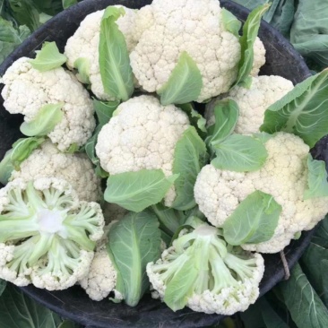 【精品】河南菜花大量上市，产地直发价优欢迎致电合作