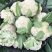 【精品】河南菜花大量上市，产地直发价优欢迎致电合作