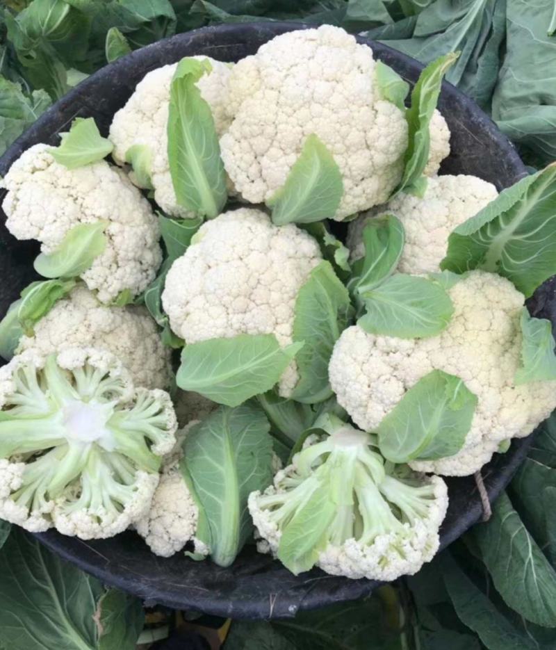 【精品】河南菜花大量上市，产地直发价优欢迎致电合作