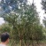 基地直销8—18cm大红紫薇，欢迎选购，保质保量