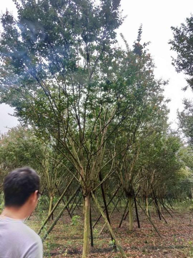 基地直销8—18cm大红紫薇，欢迎选购，保质保量
