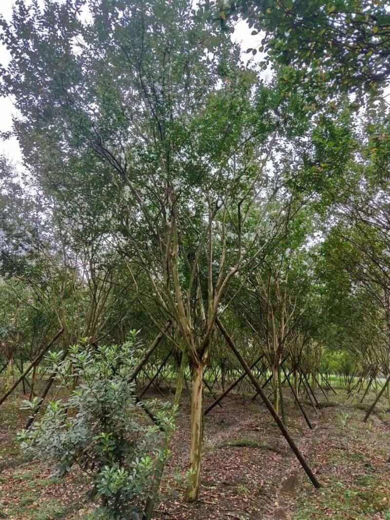 基地直销8—18cm大红紫薇，欢迎选购，保质保量
