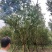 基地直销8—18cm大红紫薇，欢迎选购，保质保量