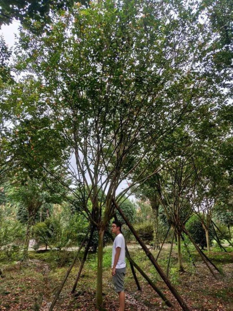 基地直销8—18cm大红紫薇，欢迎选购，保质保量