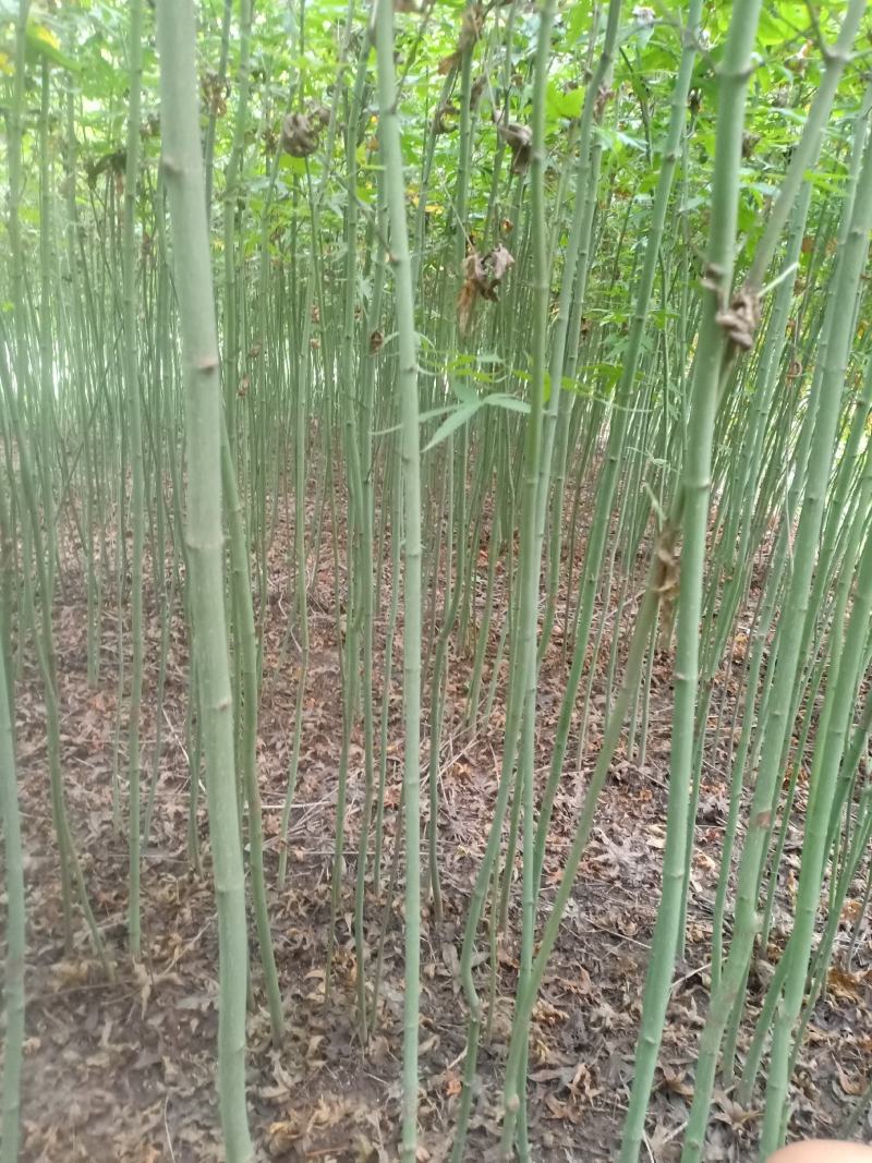 青枫苗，稼接红枫，羽毛枫砧木，处理2万棵，有质有量有价格