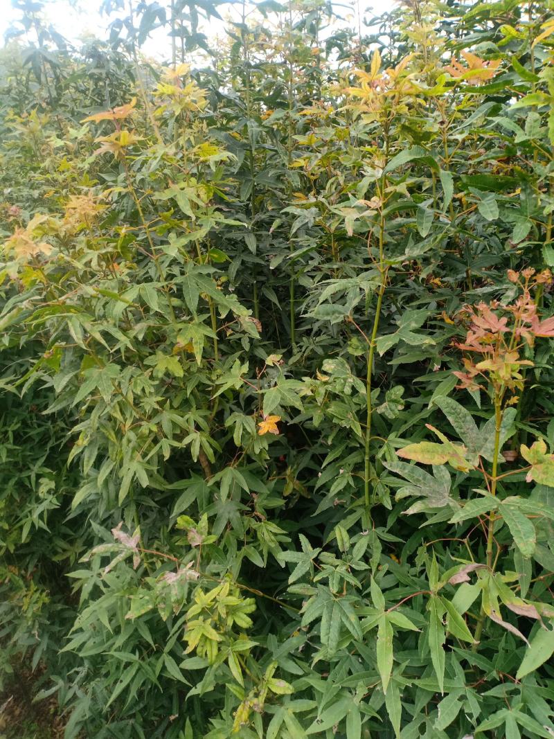 青枫苗，稼接红枫，羽毛枫砧木，处理2万棵，有质有量有价格
