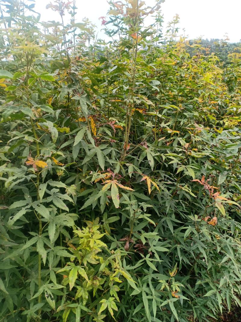 青枫苗，稼接红枫，羽毛枫砧木，处理2万棵，有质有量有价格