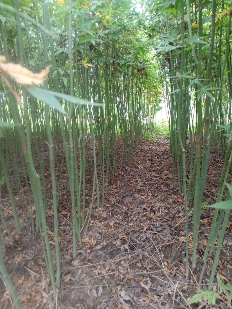 青枫苗，稼接红枫，羽毛枫砧木，处理2万棵，有质有量有价格