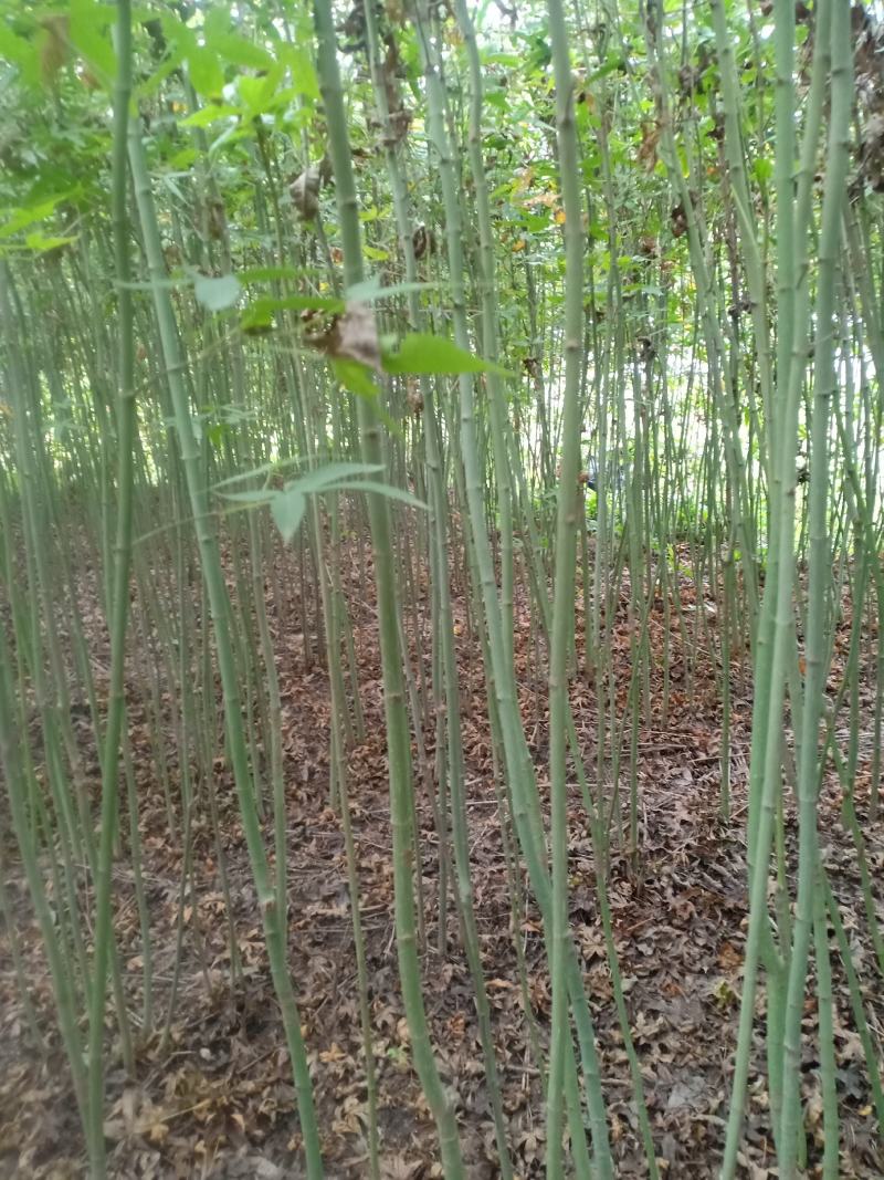 青枫苗，稼接红枫，羽毛枫砧木，处理2万棵，有质有量有价格