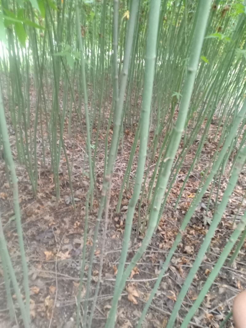 青枫苗，稼接红枫，羽毛枫砧木，处理2万棵，有质有量有价格