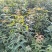 青枫苗，稼接红枫，羽毛枫砧木，处理2万棵，有质有量有价格
