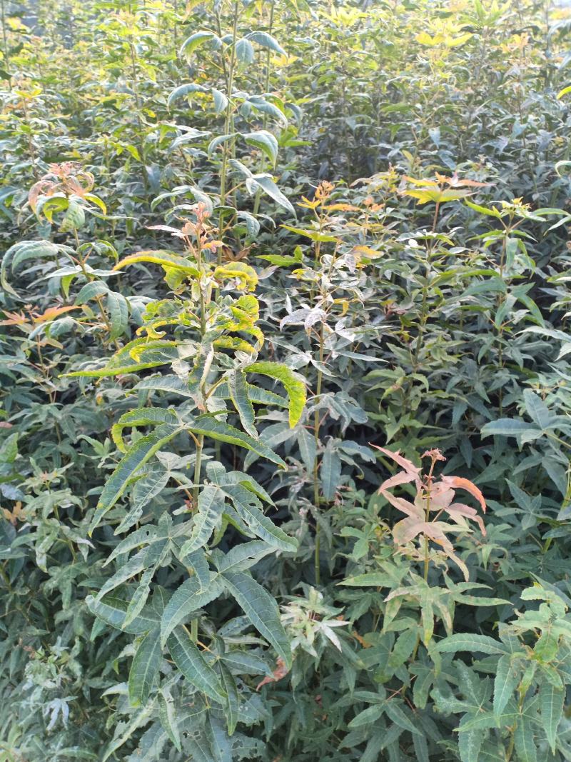 青枫苗，稼接红枫，羽毛枫砧木，处理2万棵，有质有量有价格