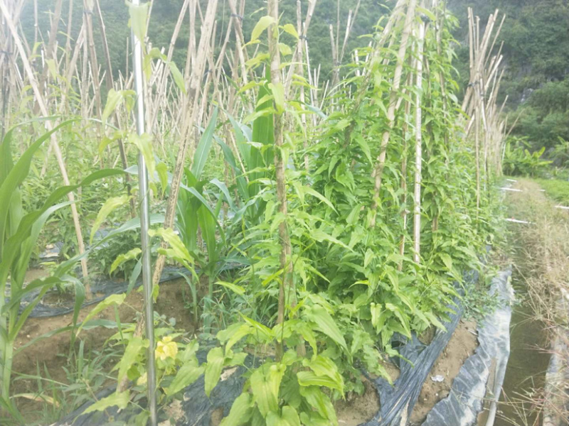 预售对叶百部和红花百部，苗期长势半年，成活率高
