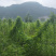 预售对叶百部和红花百部，苗期长势半年，成活率高