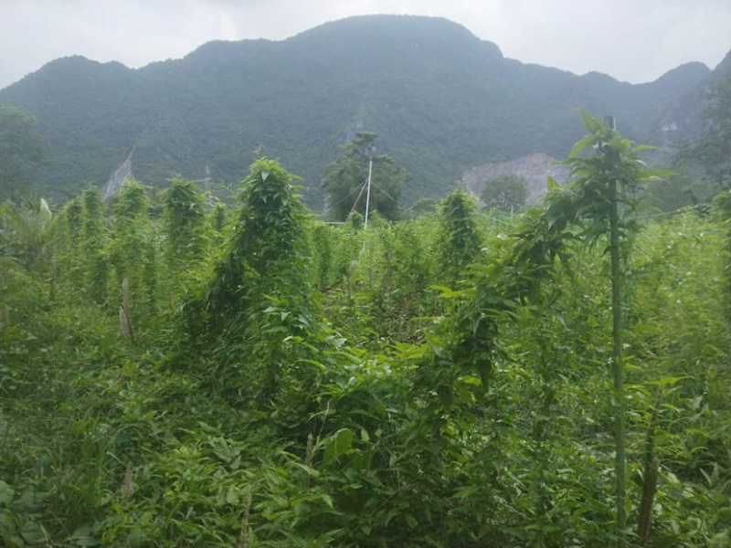预售对叶百部和红花百部，苗期长势半年，成活率高
