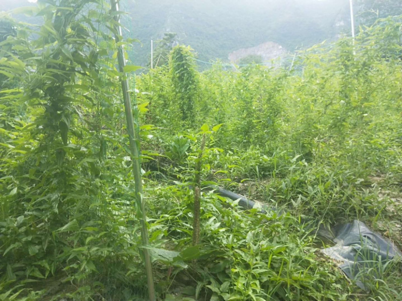 预售对叶百部和红花百部，苗期长势半年，成活率高