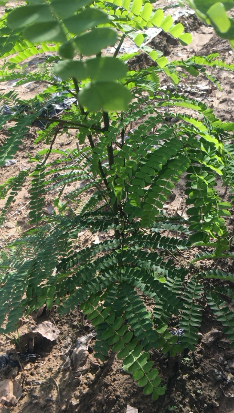 红心苏木，药含量足，货够亮，苏木统货有大货，欢迎老板来电